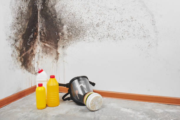 Best Mold Removal Company Near Me  in Park City, UT