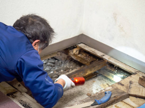Professional Mold Removal in Park City, UT