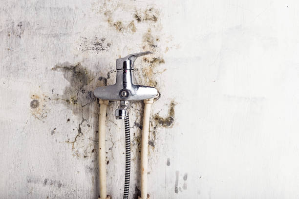 Best Best Mold Removal Companies  in Park City, UT