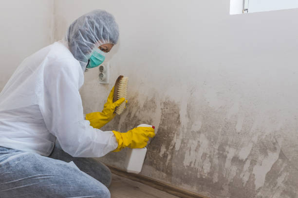 Best Emergency Mold Removal  in Park City, UT