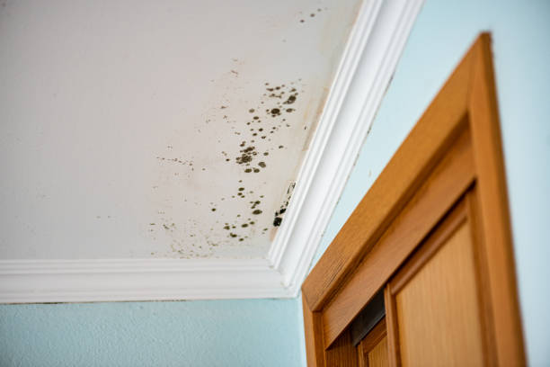 Best Crawl Space Mold Removal  in Park City, UT