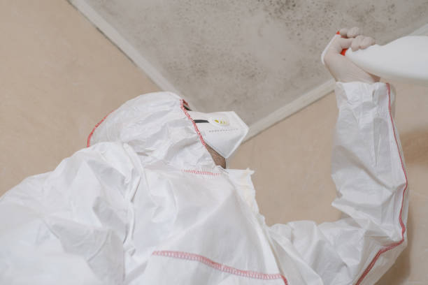 Best Local Mold Removal Service  in Park City, UT