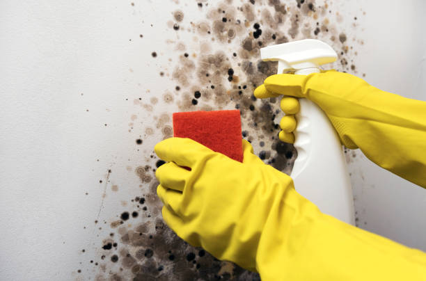 Best Certified Mold Removal  in Park City, UT