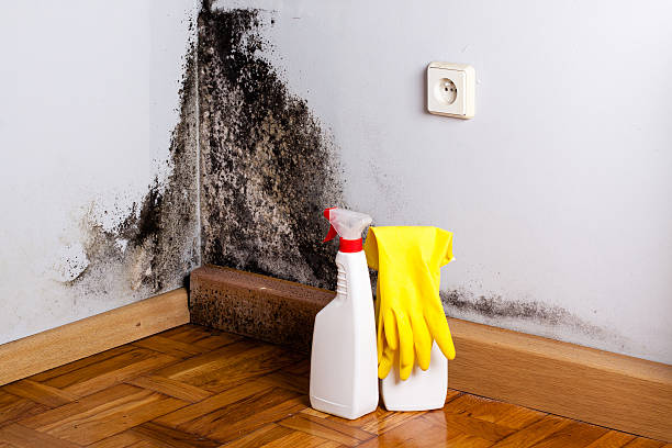 Best Black Mold Removal  in Park City, UT