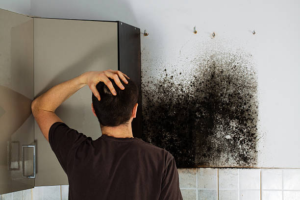 Best Toxic Mold Removal  in Park City, UT