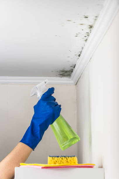 Best Attic Mold Removal  in Park City, UT