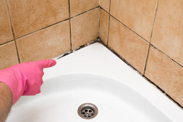 Best Fast Mold Removal  in Park City, UT