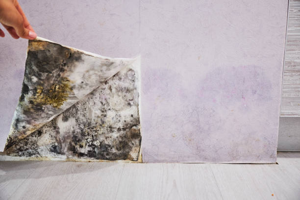 Attic Mold Removal in Park City, UT